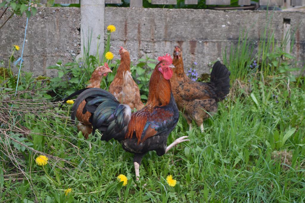 Haeringer Muehle Daire Bad Häring Dış mekan fotoğraf
